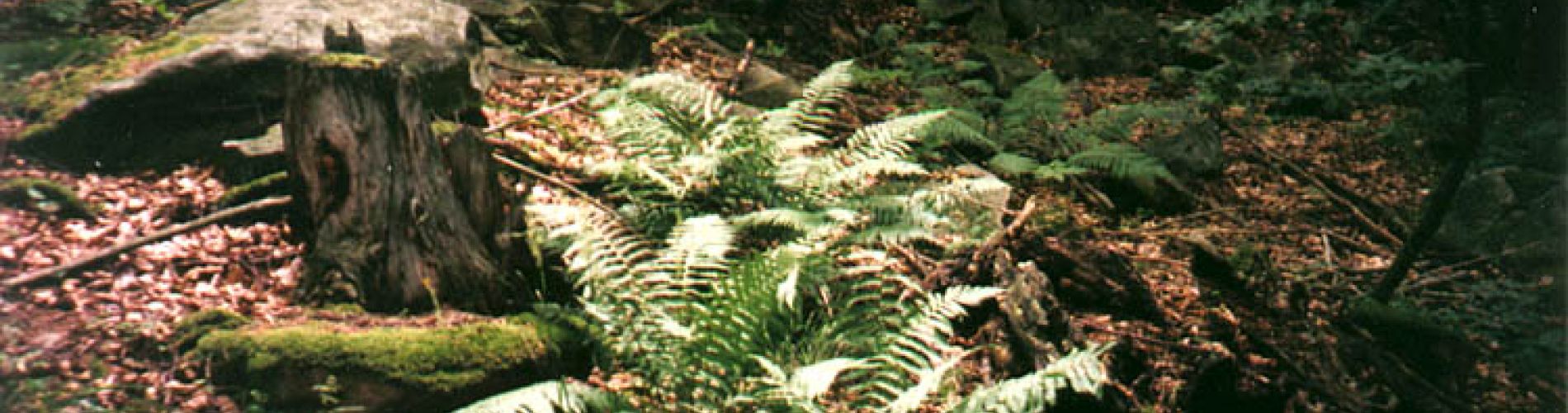 Autumn landscape around Pension Kaminek